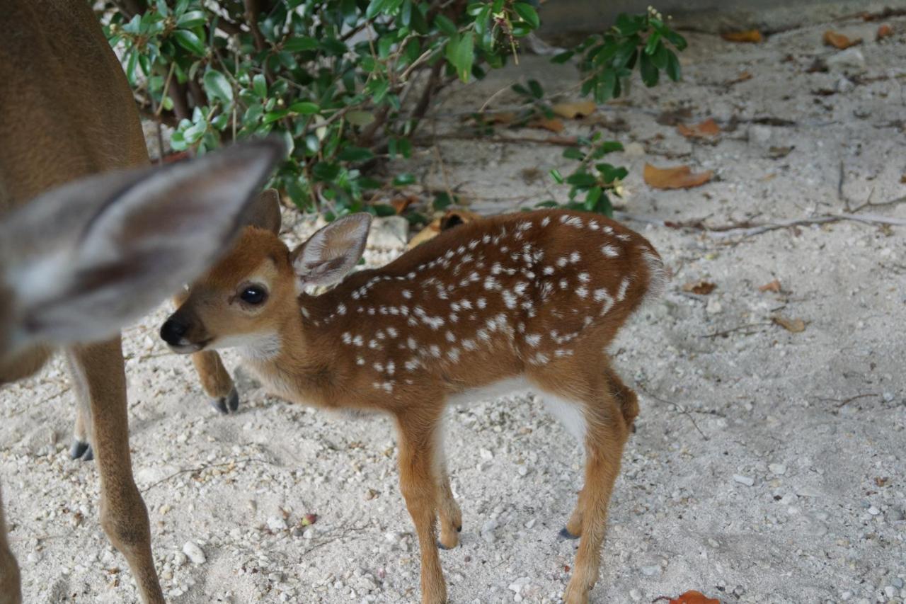 مبيت وإفطار بيغ باين كي Deer Run On The Atlantic المظهر الخارجي الصورة